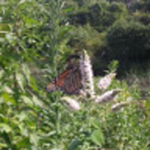 Meet your Posher, Carissa